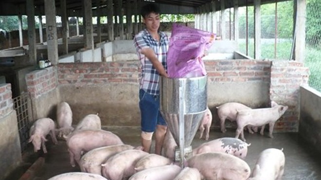 Anh Trần Bá Tuấn đang chăm sóc đàn lợn trong trang trại của mình.