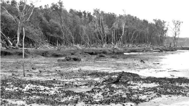 Một cánh rừng phòng hộ ở Cà Mau đã bị sạt lở sâu vào hàng chục mét. Ảnh: Ngọc Huyền