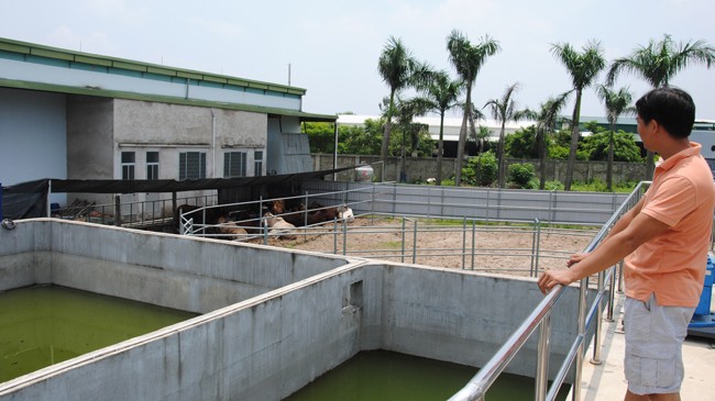 Nhà máy giết mổ gia súc, gia cầm Foodex và trạm xử lý nước thải hoạt động cầm chừng gây lãng phí lớn. ảnh: Minh Tuấn 