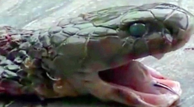 Đầu rắn hổ mang phun giết chết đầu bếp chuyên thịt rắn ở Trung Quốc. Ảnh: Mirror