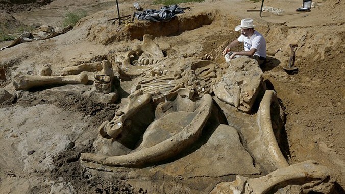  Ron Tykoski thuộc Bảo tàng Hóa thạch về Lịch sử Tự nhiên Perot đang khai quật bộ xương voi ma mút được ông Wayne McEwen tìm thấy tại hạt Ellis, Texas, Mỹ. (AP)