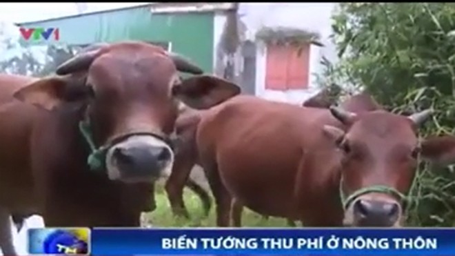 Chuyện lạ ở Hà Tĩnh: Dắt bò ra đường phải nộp “phí“