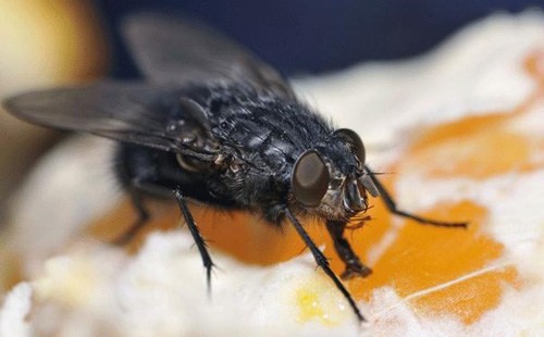 Gien ruồi có nhiều điểm tương đồng với người
