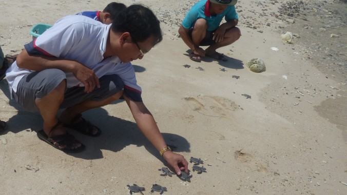 Du khách đang thả vích con xuống biển - Họ đang cùng góp sức với Côn Đảo trong việc bảo vệ môi trường sống 
