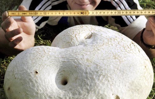 Nấm trứng khổng lồ nặng 10 kg có màu trắng và dạng đặc. Ảnh: EPA.