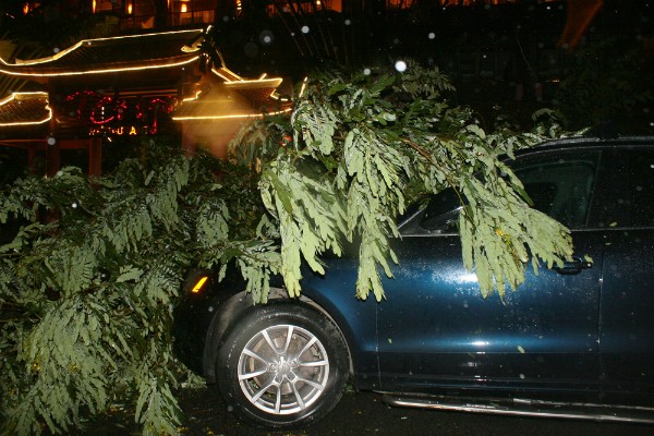 Gió rít liên hồi ở Quảng Ninh, xe Audi bị cây gãy đè