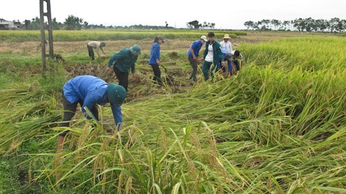 Thanh niên Thanh Hóa giúp dân gặt lúa tránh mưa lũ