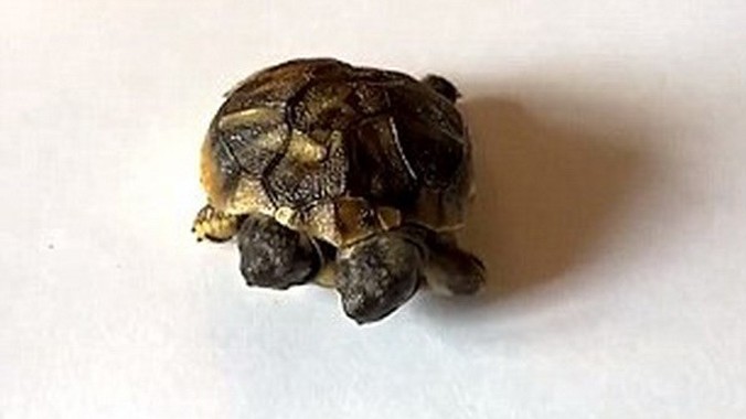 Con rùa hai đầu ở Đan Mạch 