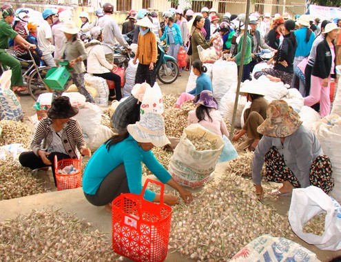 Phiên chợ tỏi vào buổi sớm ở huyện đảo Lý Sơn. Ảnh: VnExpress