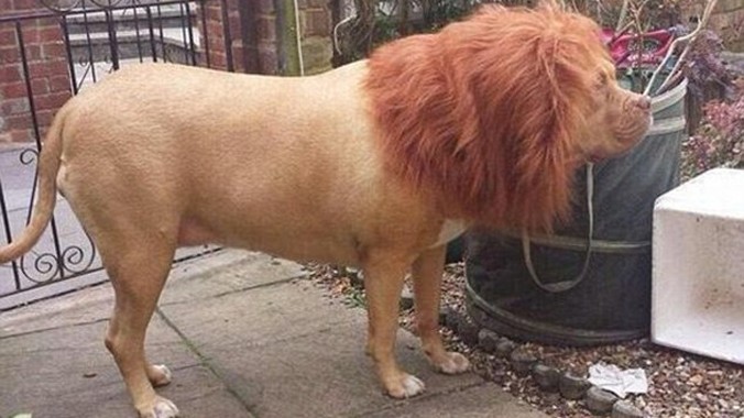 Mình chó, đầu sư tử