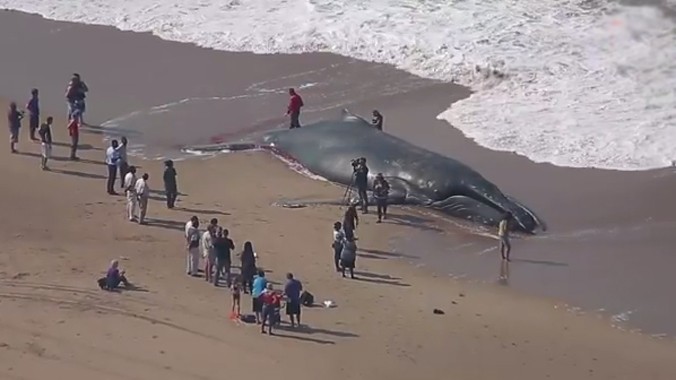 Cá voi khổng lồ mắc cạn trên bãi biển
