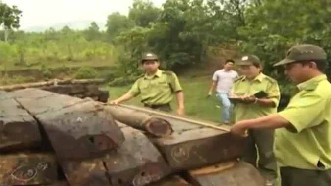 Trong 10 ngày, Quảng Nam thu giữ 35 khối gỗ quý