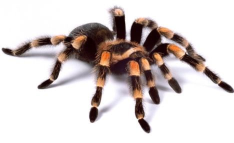 Du khách Australia hốt hoảng vì phát hiện nhện trong dạ dày