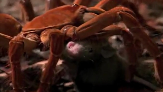 Xem nhện “khủng” bắt sống chuột ăn thịt