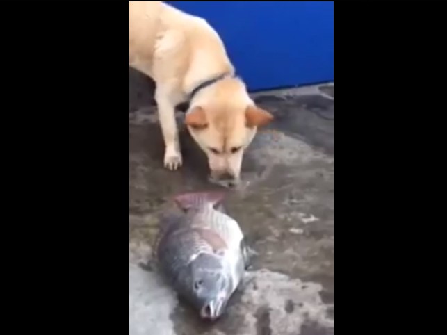 Clip chú chó tìm cách cứu sống cá