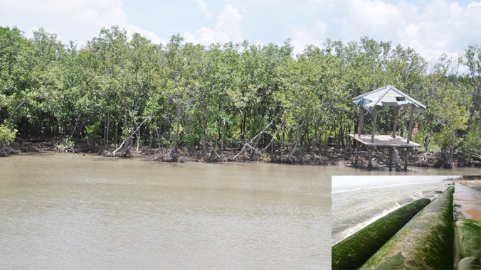 Biển nuốt nhiều ha rừng ngập ở mũi Cà Mau, tỉnh Cà Mau (ảnh lớn), ống cát dùng để chống sạt lở ở bãi Đồi Dương, Phan Thiết khi bị vỡ (ảnh nhỏ).