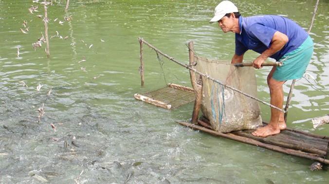 Mô hình nuôi cá lóc bông tại An Phú, An Giang. Ảnh: Ngọc Trinh.