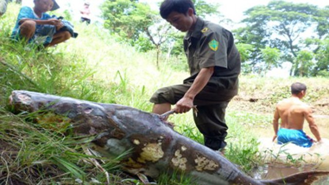 Con cá tra dầu nặng trên 71kg này được một ngư dân bắt nhưng đã chết vào ngày 5/7/2012. Thân hình cá có nhiều vết lở loét. Ảnh: Thốt Nốt.