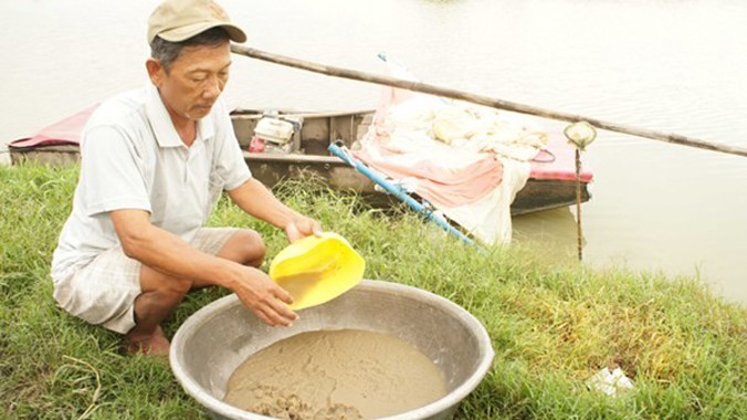 Thu hoạch trứng nước ở xã Mỹ Phú, huyện Châu Phú.