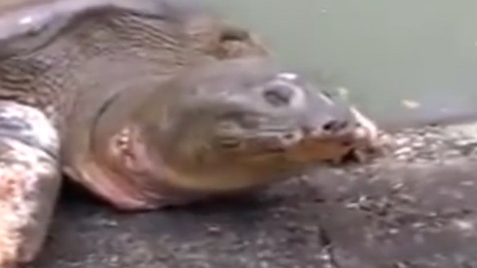 Video cụ Rùa leo lên bờ Hồ Gươm gây xôn xao