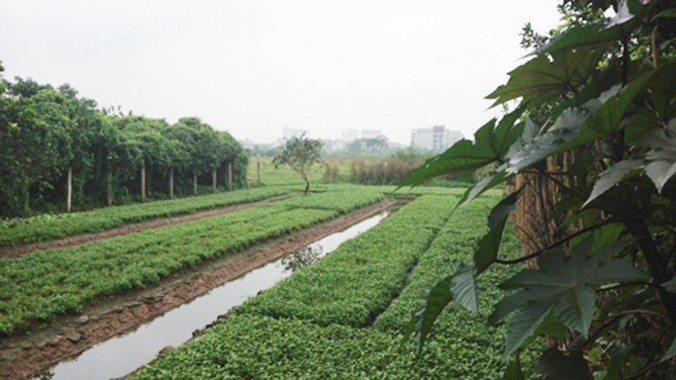 Cánh đồng hoa được người dân phun thuốc trừ sâu thường xuyên tại Phú Diễn, Bắc Từ Liêm, Hà Nội. Ảnh: Bảo Ngọc/VOV.