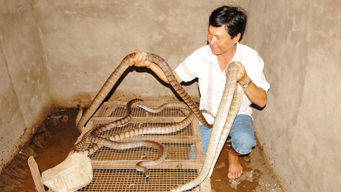 Thông thường những hộ nuôi rắn trong nhà để bán thương phẩm thường chọn loại hiền, không có độc, song họ vẫn khẳng định, phải xây chuồng xi măng hay bao lưới nuôi để đảm bảo không cho rắn xổng ra ngoài.