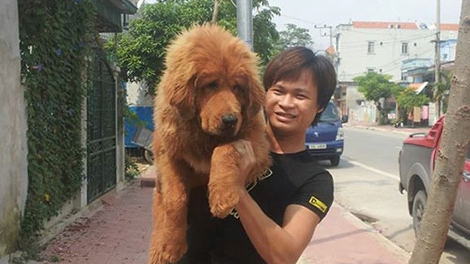 Từ hai bàn tay trắng, sau 4 năm, Kiều Văn Hoàng đã gây dựng được hai mô hình trại chó ngao Tây Tạng tại Quảng Ninh với số lượng lên đến 30 con. Đây là loại chó được coi là đắt nhất hành tinh.