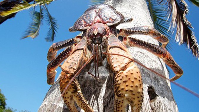 Với chiều dài khoảng 1 m, cua dừa là loài chân đốt trên cạn lớn nhất thế giới. Dù loài cua nhện Nhật Bản có kích thước lớn hơn nhưng chúng lại là loài sống dưới nước. Ảnh: BBC.