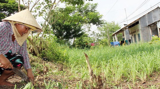 Dọc theo đường về huyện Trần Đề (Sóc Trăng) có rất nhiều nông dân nghèo tận dụng đất trống ven lộ trước nhà để trồng cỏ. 