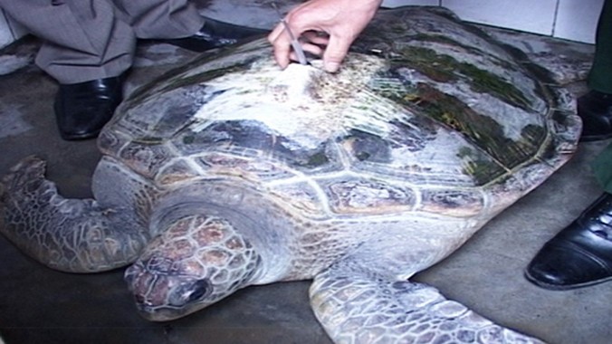 Rùa biển quý hiếm nặng hơn 50 kg mắc vào lưới cá ngư dân.