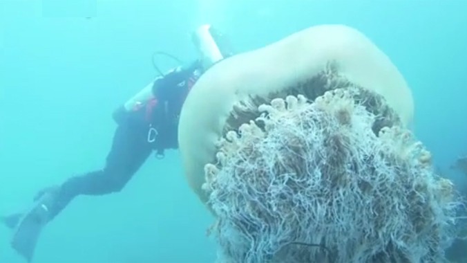 Sốc nặng với sứa khổng lồ