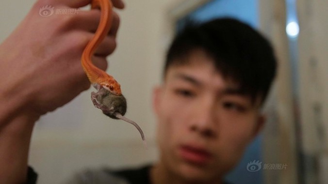9X bỗng nổi tiếng khắp cộng đồng mạng Trung Quốc khi cậu đăng tải loạt ảnh chăm sóc cho đàn thú cưng... là rắn độc.