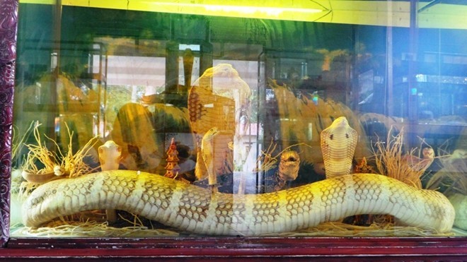 Tiêu bản rắn hổ mang chúa 18 tuổi được trưng bày trong bảo tàng rắn trại Đồng Tâm.