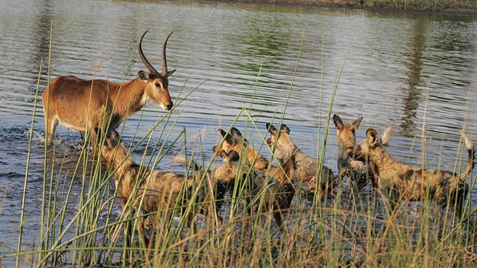 Con linh dương đồng cỏ bị truy đuổi bởi cả bầy 24 con chó hoang trong buổi sáng tại một khu bảo tồn ở Botswana.