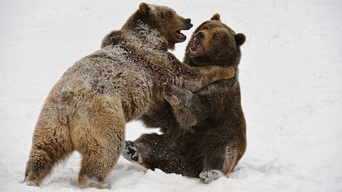 Don cho biết hai con gấu xám đã chiến đấu với nhau trong vòng 20 phút. Nguồn: Daily Mail.
