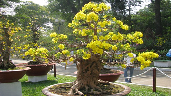 Mai bonsai dáng thế đẹp, hoa nở đều đẹp.