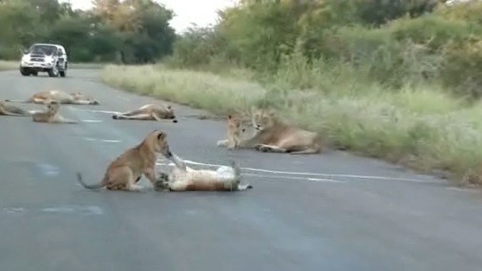Sư tử bố, mẹ đã dẫn đàn con của mình tràn ra con đường chạy ngang qua vườn quốc gia Kruger, Nam Phi để ngủ.