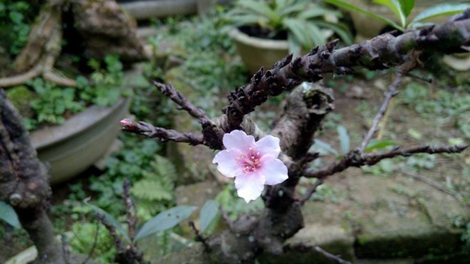 Đào rừng có hoa màu hồng nhạt ngày càng được dân chơi ưa chuộng. Ảnh: Ngọc Lan. 