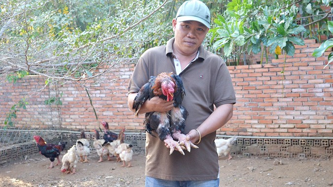 Gà Đông Tảo trong trại gà của anh Tuấn được bán với giá 2 - 3 triệu đồng/con.