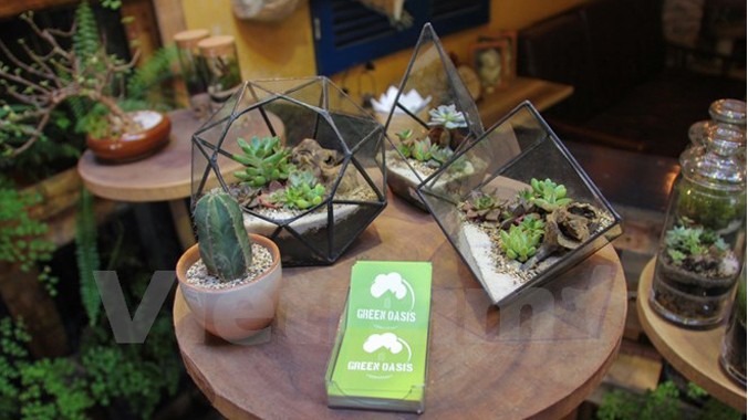 Những chậu cây Terrarium nhỏ nhắn trong cửa hàng cà phê của anh Dũng. Ảnh: Minh Sơn-Thanh Huyền/Vietnam+.