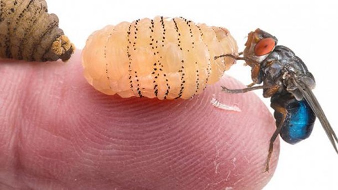 Ảnh minh họa các giai đoạn phát triển của một con ruồi trâu. Ảnh: Piotr Naskrecki.