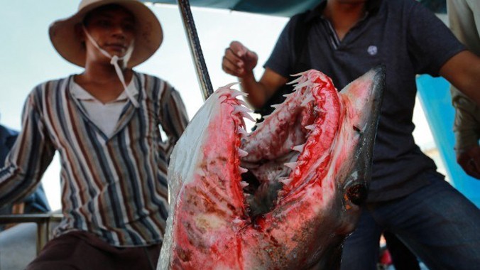 Săn cá mập là nghề nguy hiểm nhất trong tất cả các thể dạng mưu sinh trên biển lớn. Ảnh: Đ.D.H - Thành Nguyễn.