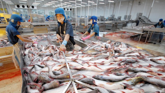 Các doanh nghiệp cá tra lại “kêu cứu” lên Thủ tướng, đề nghị sửa đổi một số quy định trong Nghị định 36 cho phù hợp với thực tế sản xuất. 