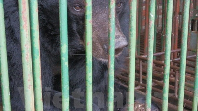 Cá thể gấu bị cụt cả hai chi tại hộ nuôi ở Quảng Ninh. Ảnh: PV/Vietnam+.