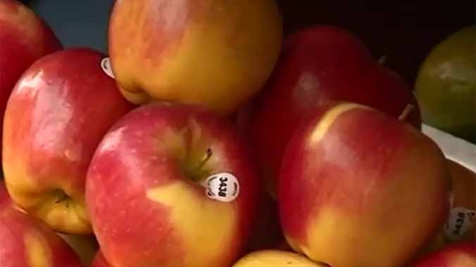 “Loạn” xuất xứ các loại táo trên thị trường