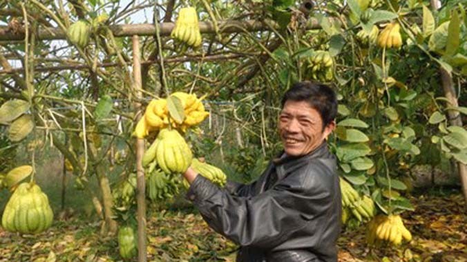 Nhờ trồng phật thủ, gia đình anh Nguyễn Tuấn Phong thu về tiền tỷ mỗi năm.