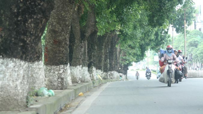 Lãnh đạo Sở Xây dựng cho hay, xà cừ không phải là cây xanh đô thị, thành phố Hà Nội sẽ dần chặt hạ thay thế loại cây này. Ảnh: Võ Hải.