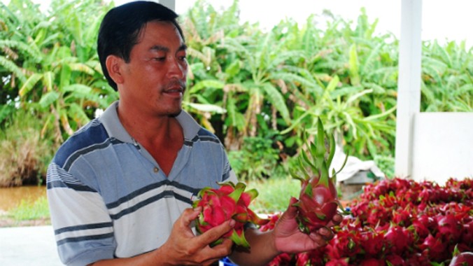 Thanh long trồng ở U Minh Hạ của gia đình ông Phước có chất lượng khá cao.