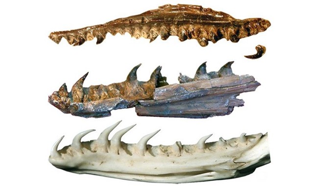 Một số hóa thạch bộ hàm của rắn có niên đại 167 triệu năm. Ảnh: Michael Caldwell.
