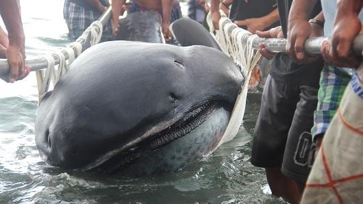 Nhóm ngư dân khiêng con cá mập trong vùng biển giữa tỉnh Albay và Masbate ở miền trung Philippines hôm 28/1. Ảnh: CNBC.